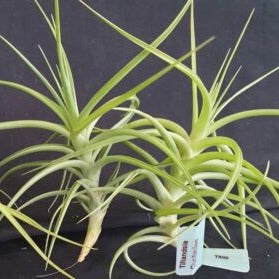 Tillandsia 'Confusion'