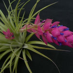 Tillandsia stricta 'Bak'