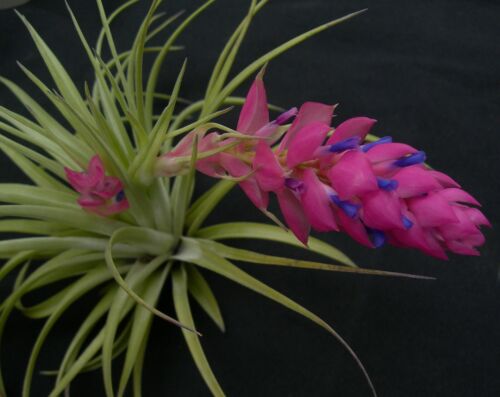 Tillandsia stricta 'Bak'