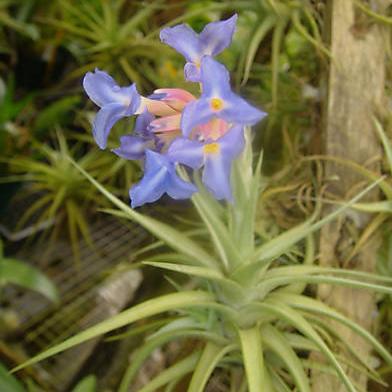 Tillandsia bergeri