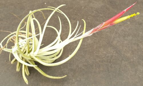 Tillandsia glabrior