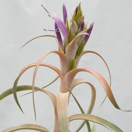 Tillandsia Betty