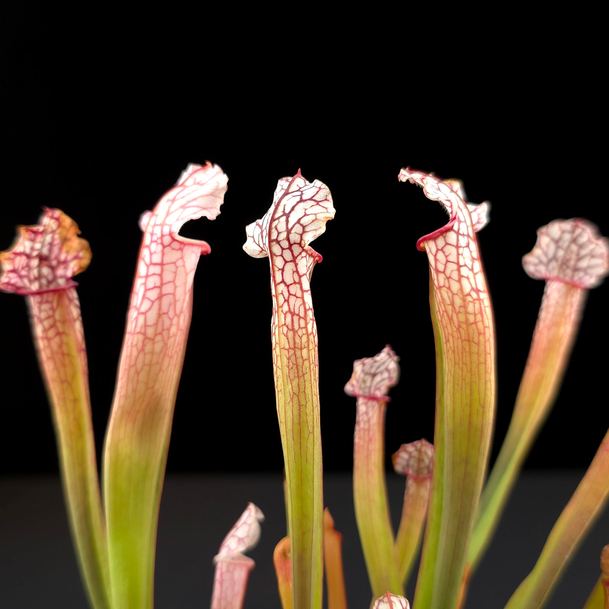 Sarracenia leucophylla x willisii