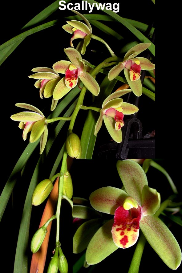 Cymbidium Scallywag 'The Crumpet'
