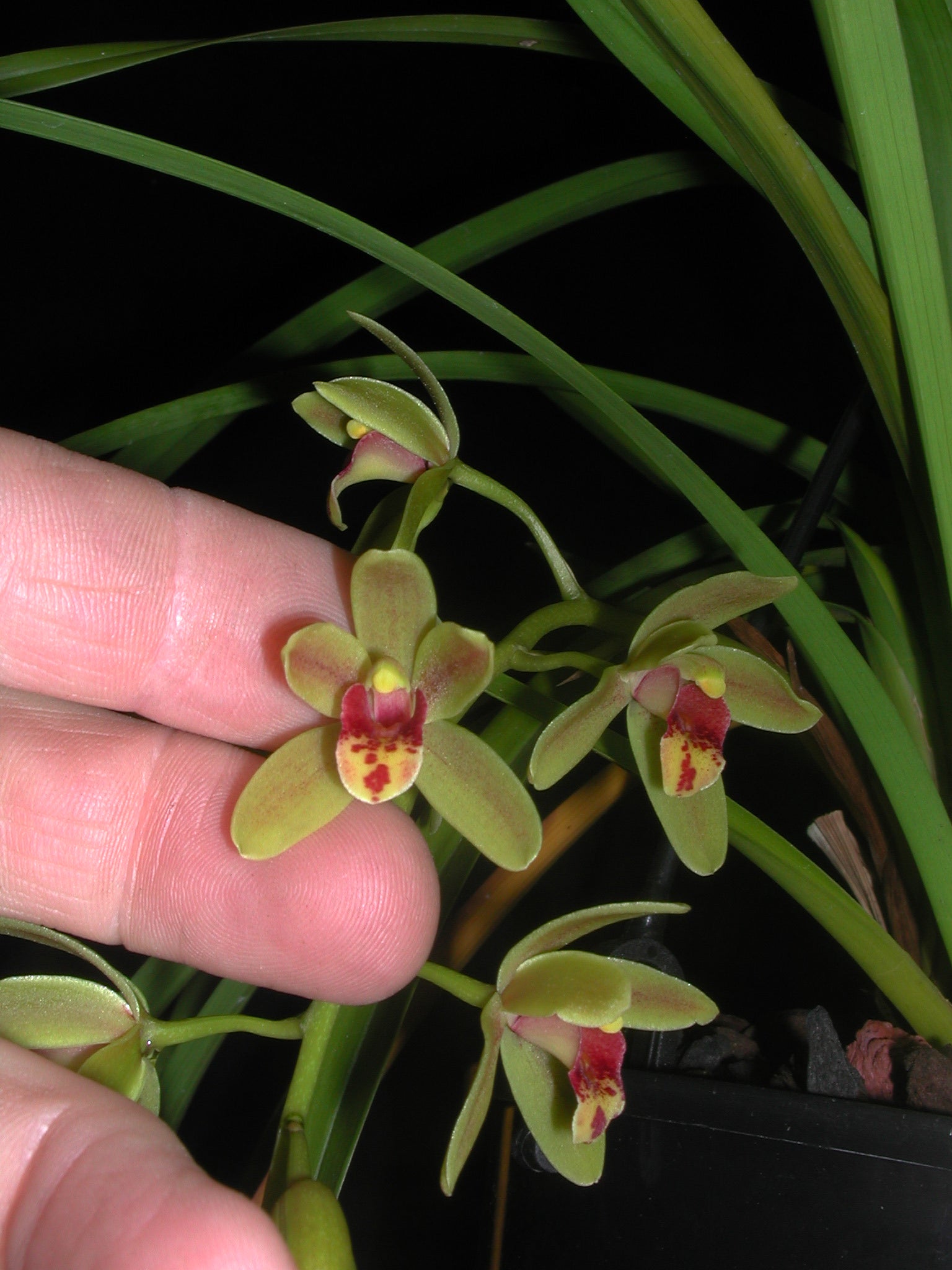 Cymbidium Scallywag 'The Crumpet'