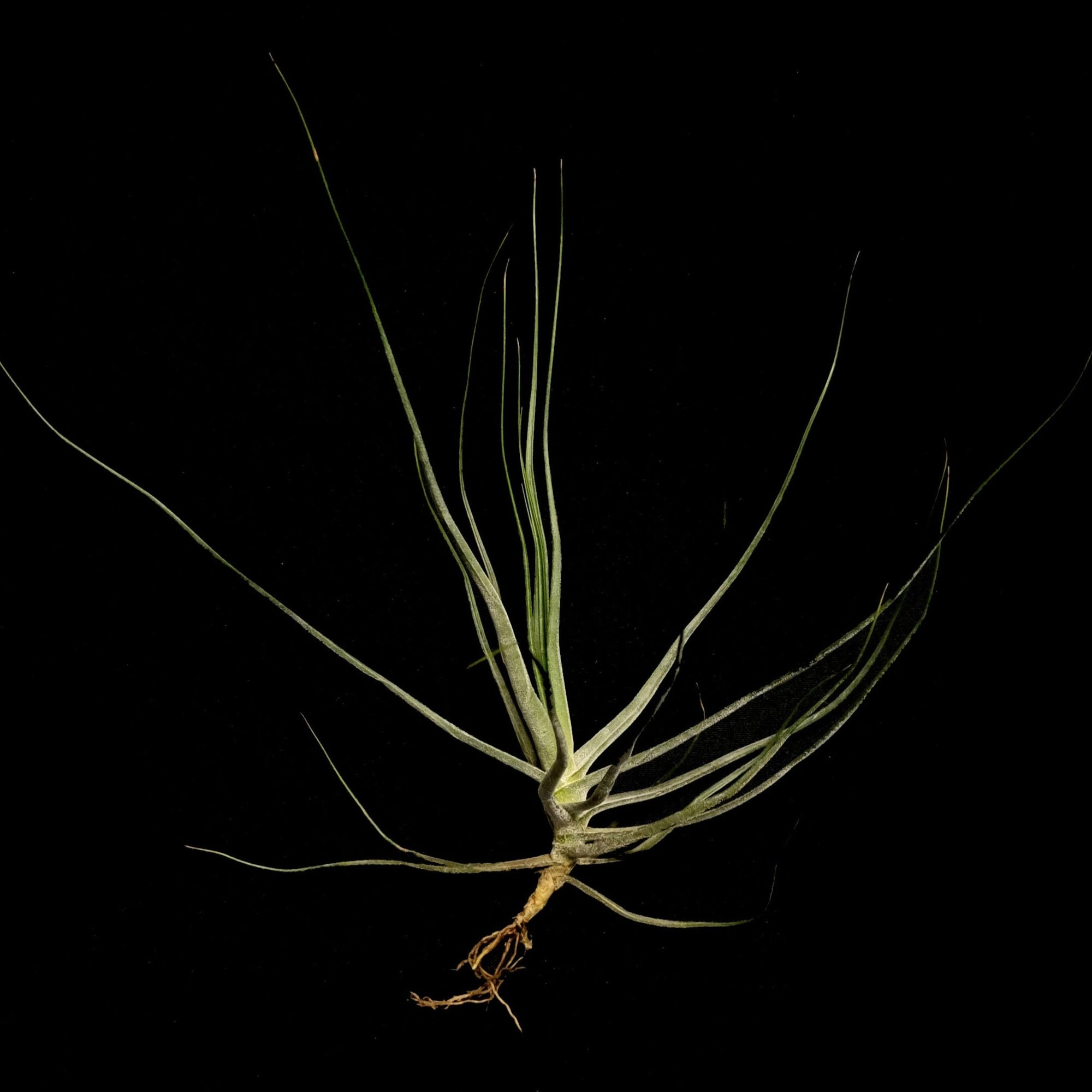 Tillandsia schiedeana