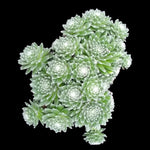 Sempervivum arachnoideum Tiny Tots with compact cobwebbed rosette cluster
