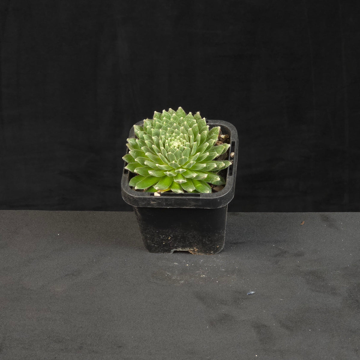 Sempervivum arachnoideum Tiny Tots growing as compact rosettes in nursery pot