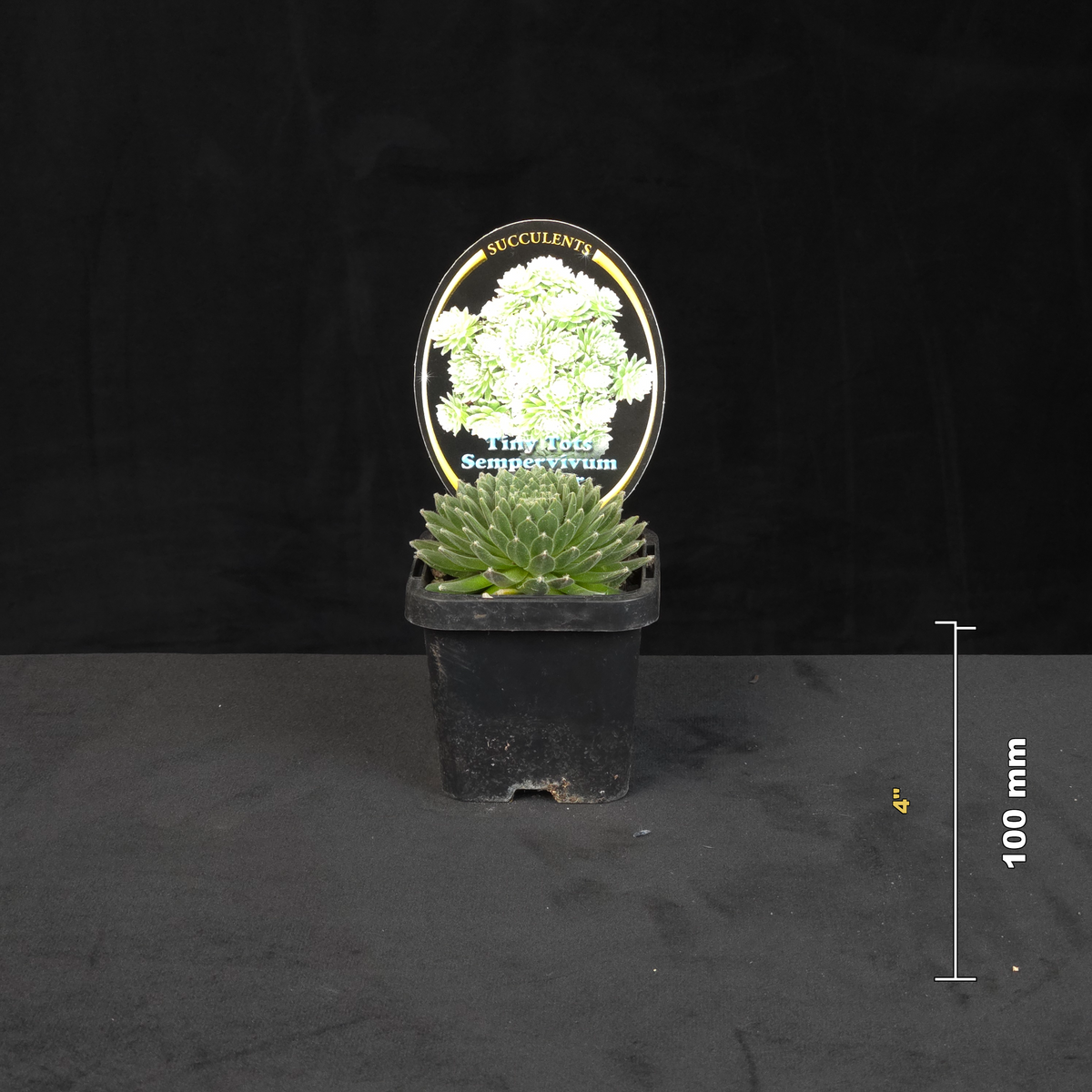 Sempervivum arachnoideum Tiny Tots potted plant shown with size reference