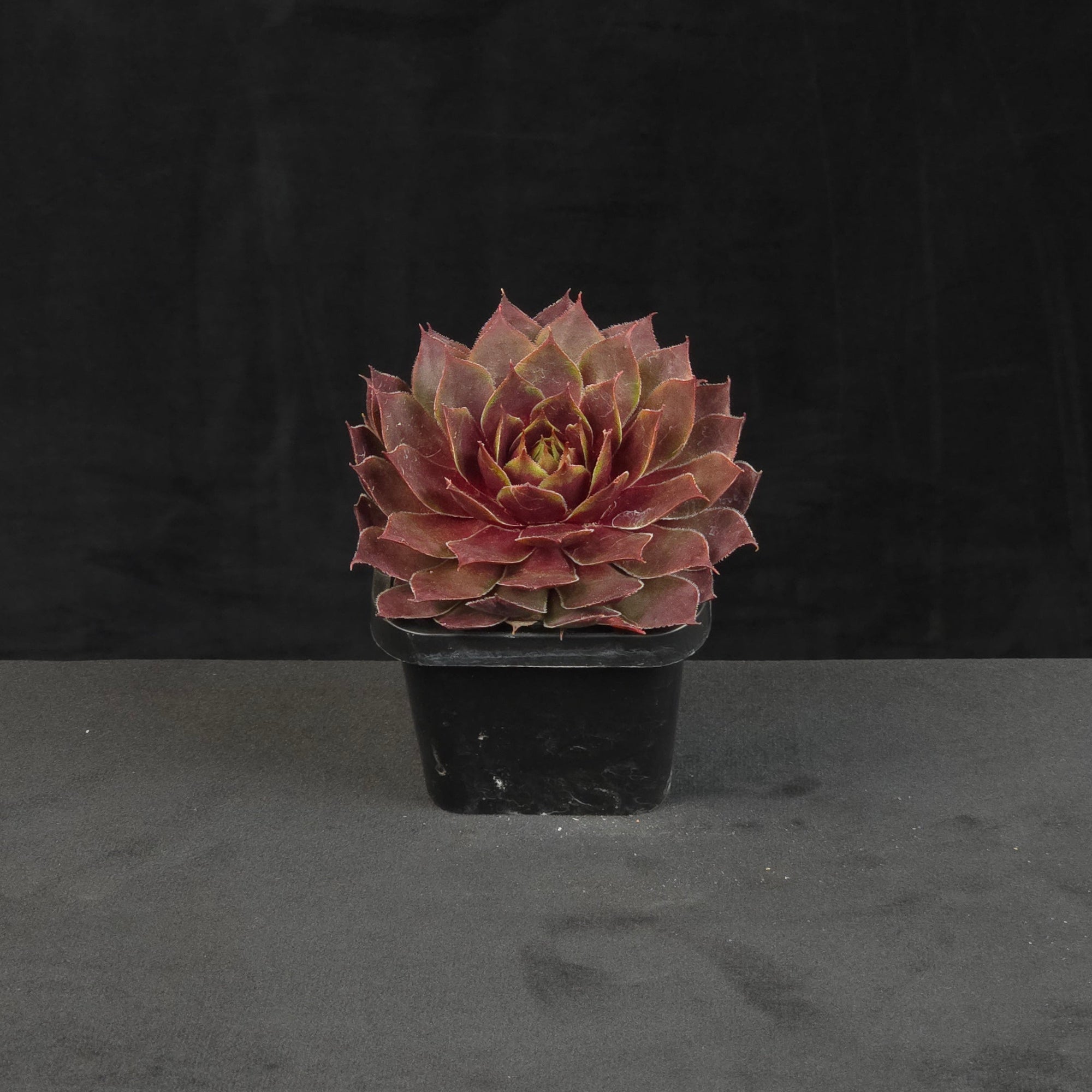 Sempervivum Fuego growing as a compact rosette in nursery pot