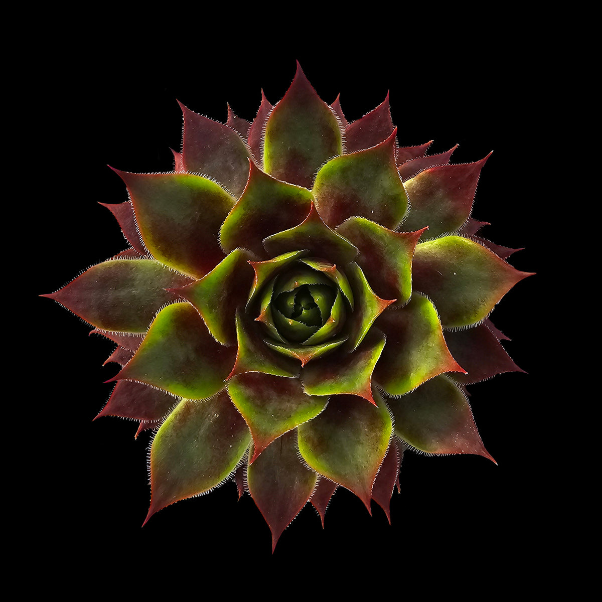 Sempervivum Fuego with green rosette and vivid red leaf tips