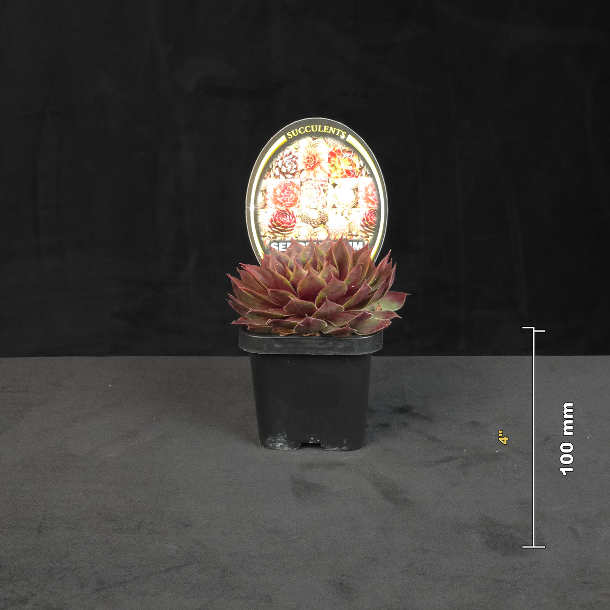 sempervivum-fuego-size-guide