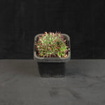 Sempervivum Griggs Surprise growing as a compact clump in nursery pot