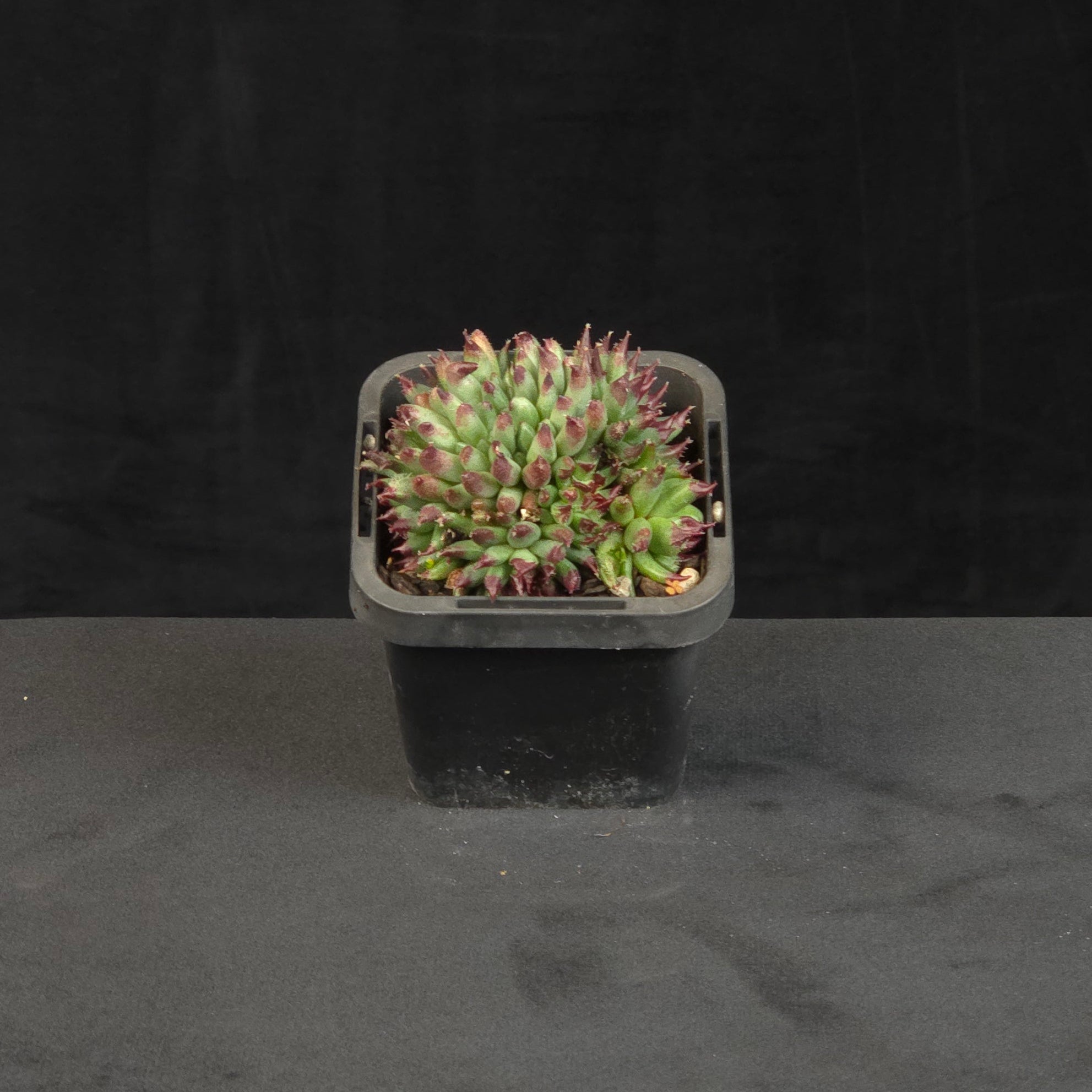 Sempervivum Griggs Surprise growing as a compact clump in nursery pot