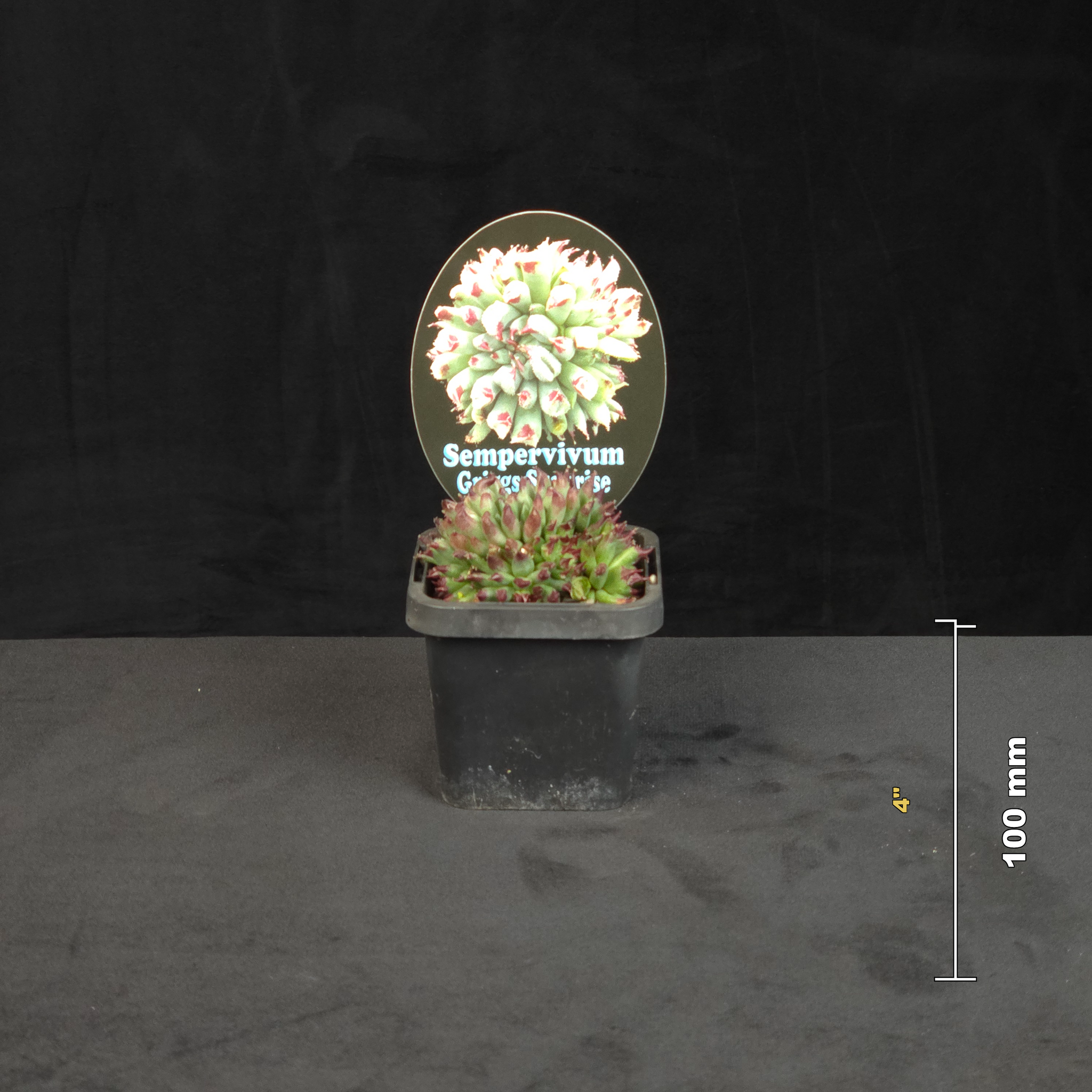 Sempervivum Griggs Surprise potted plant shown with size reference