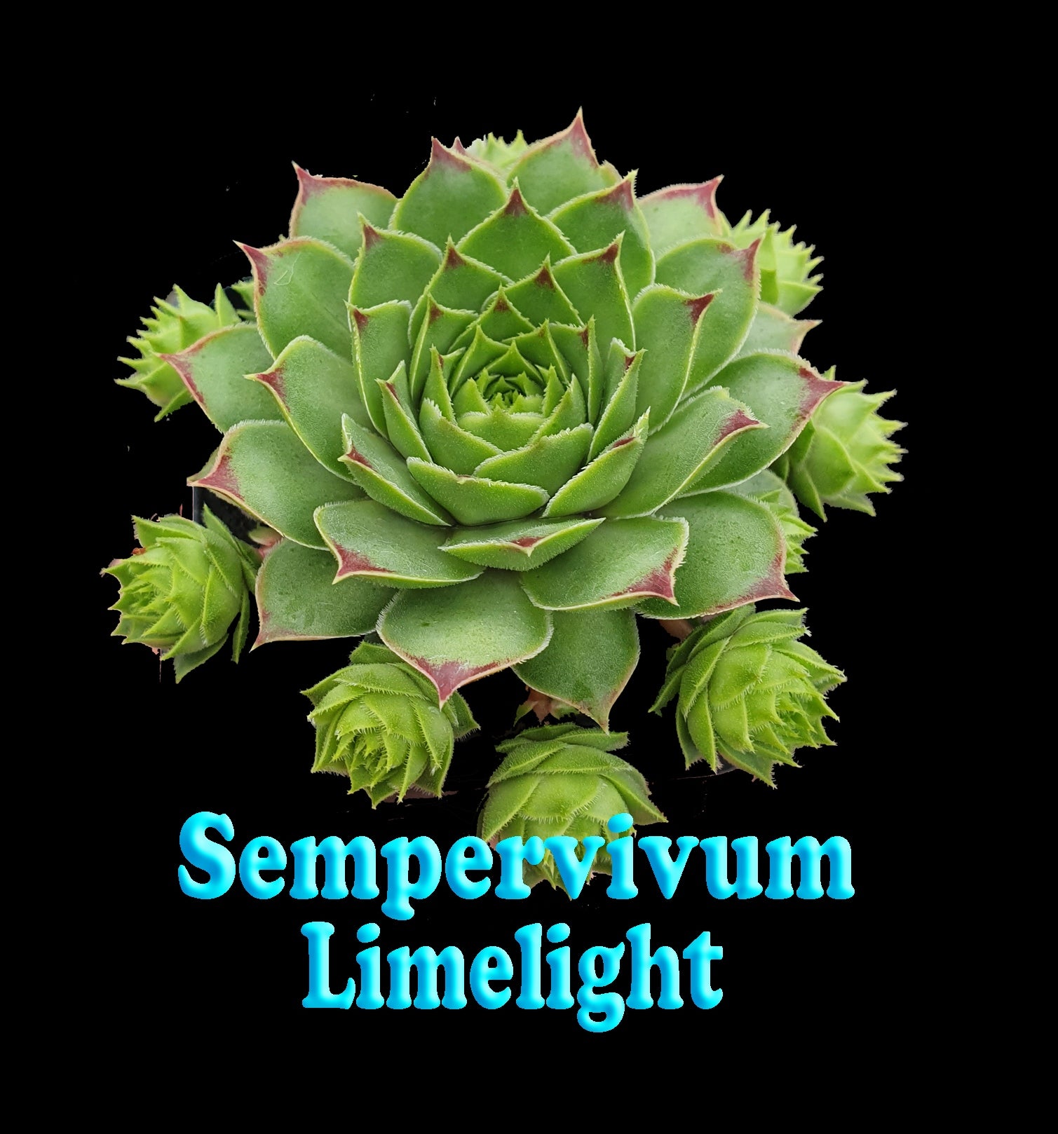 Sempervivum Lime Light showing lime green rosette foliage