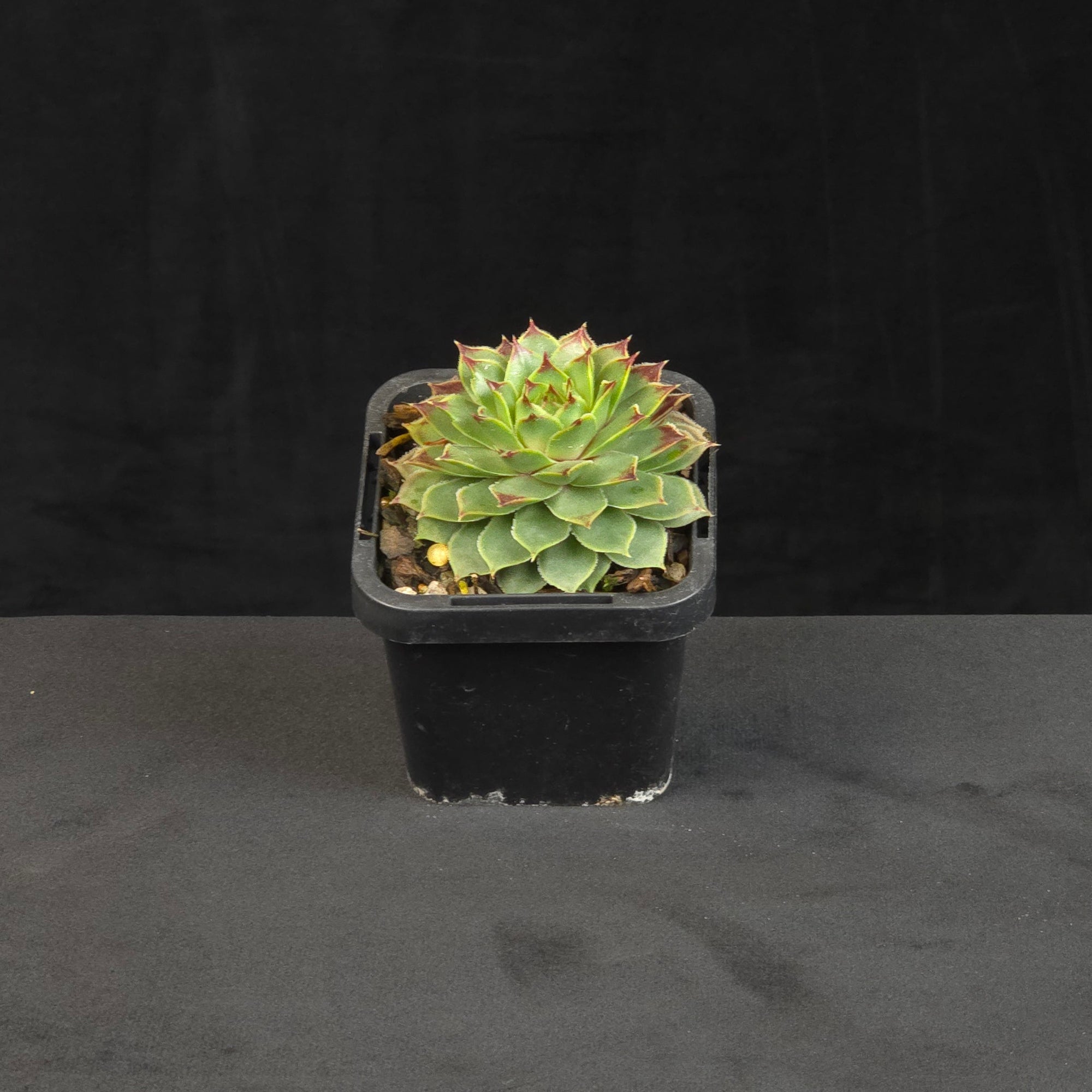 sempervivum-lime-light-potted-plant