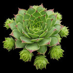Sempervivum Lime Light with bright green rosette and red leaf tips