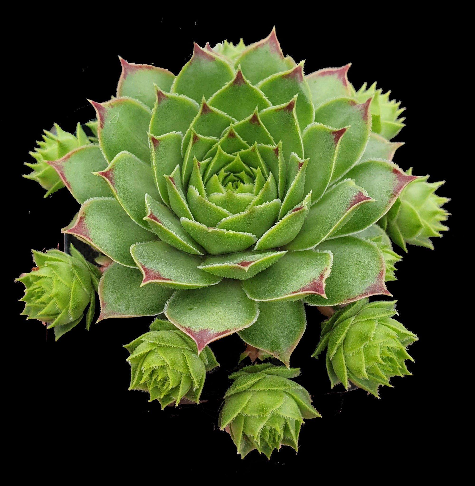 Sempervivum Lime Light with bright green rosette and red leaf tips