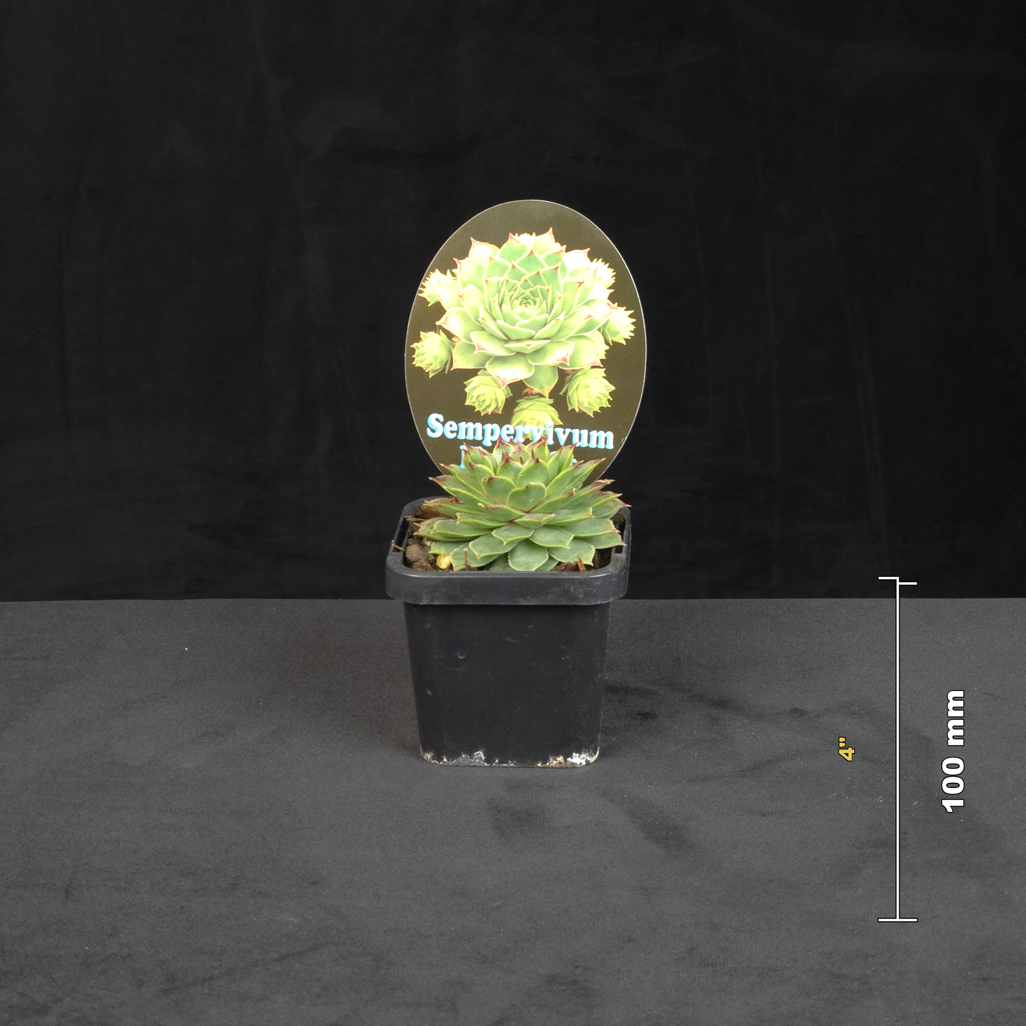 Sempervivum Lime Light potted rosette shown with size reference