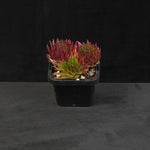 Sempervivum montanum with dense green and reddish rosette growth