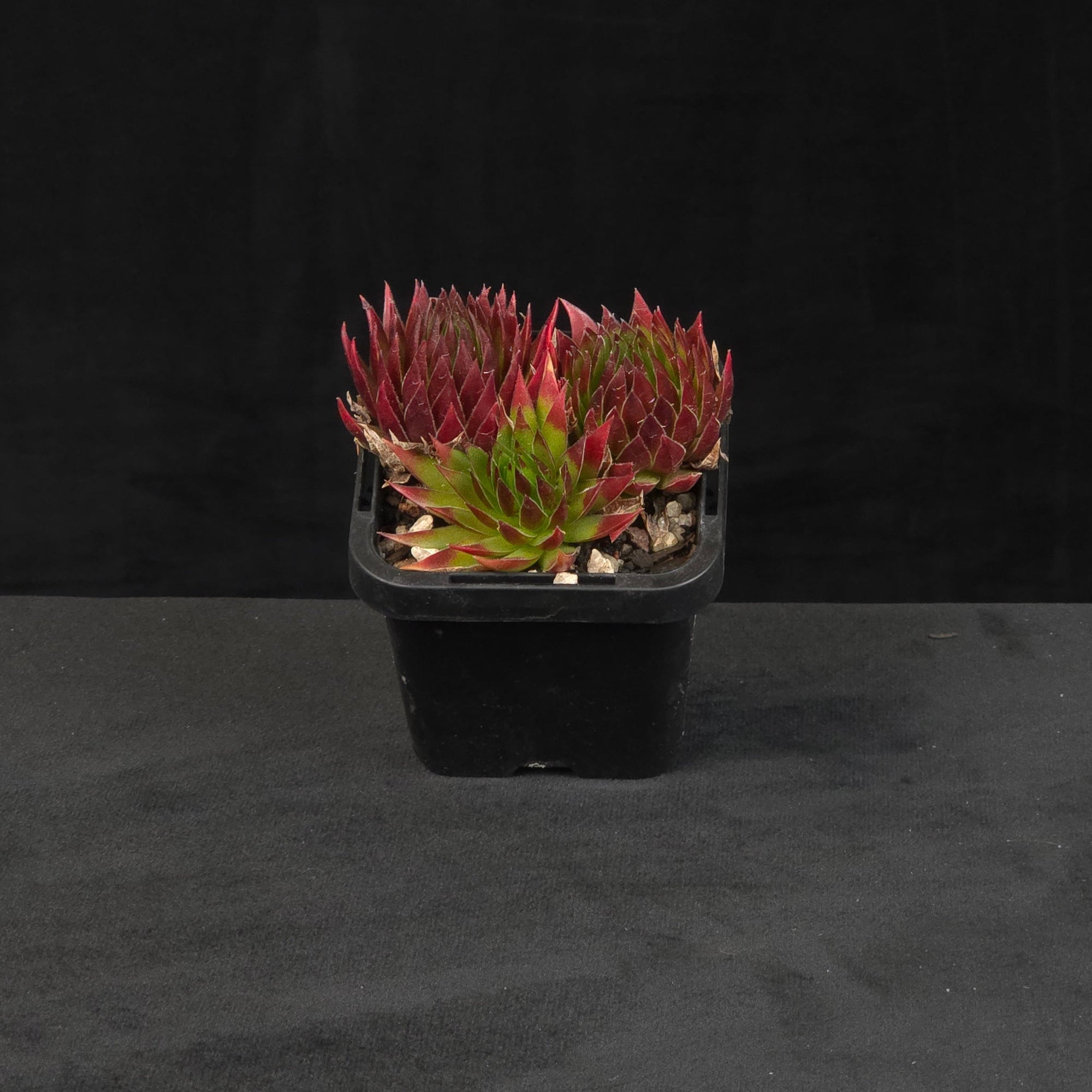 Sempervivum montanum with dense green and reddish rosette growth