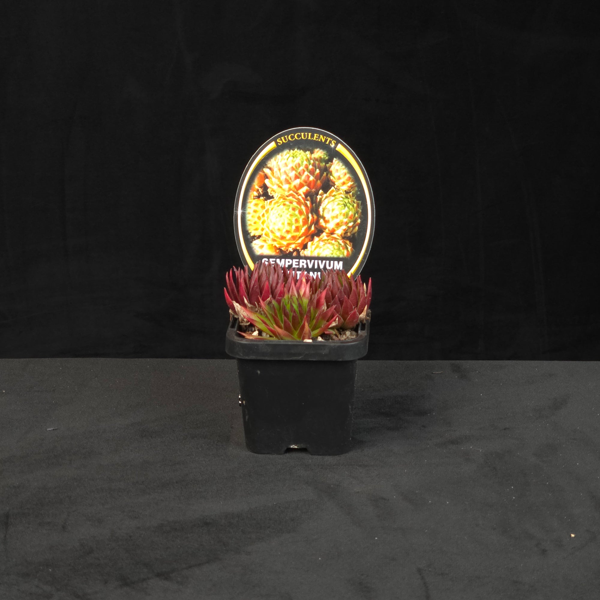 Sempervivum montanum potted plant shown with size reference