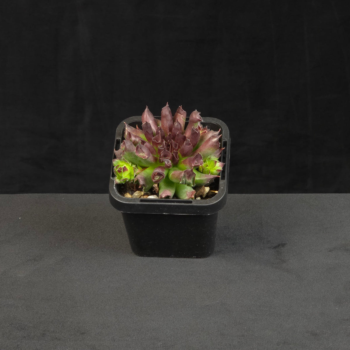 Sempervivum Oddity growing as a compact rosette in nursery pot