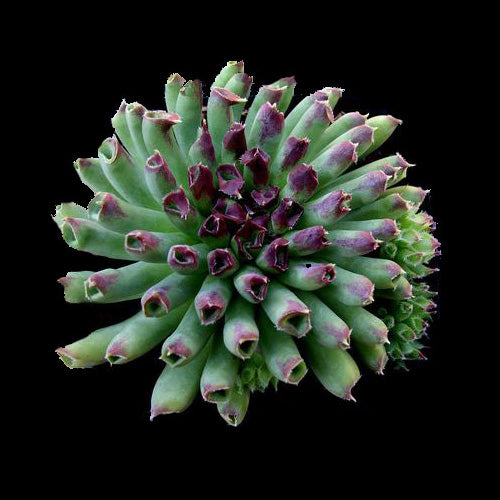 Sempervivum Oddity with tubular green leaves and reddish tips
