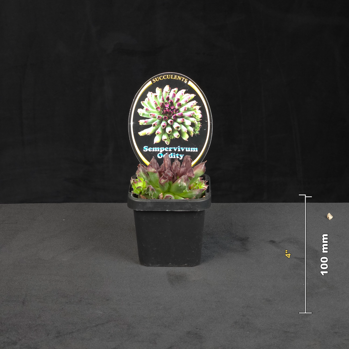 Sempervivum Oddity potted rosette shown with size reference