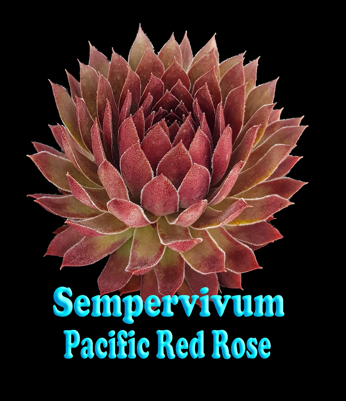Sempervivum Pacific Red Rose showing rich red rosette growth
