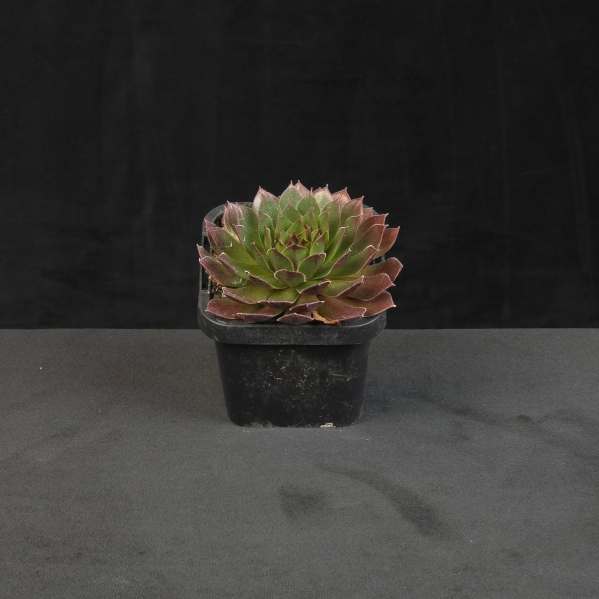 Sempervivum Pacific Red Rose growing as compact rosette in nursery pot