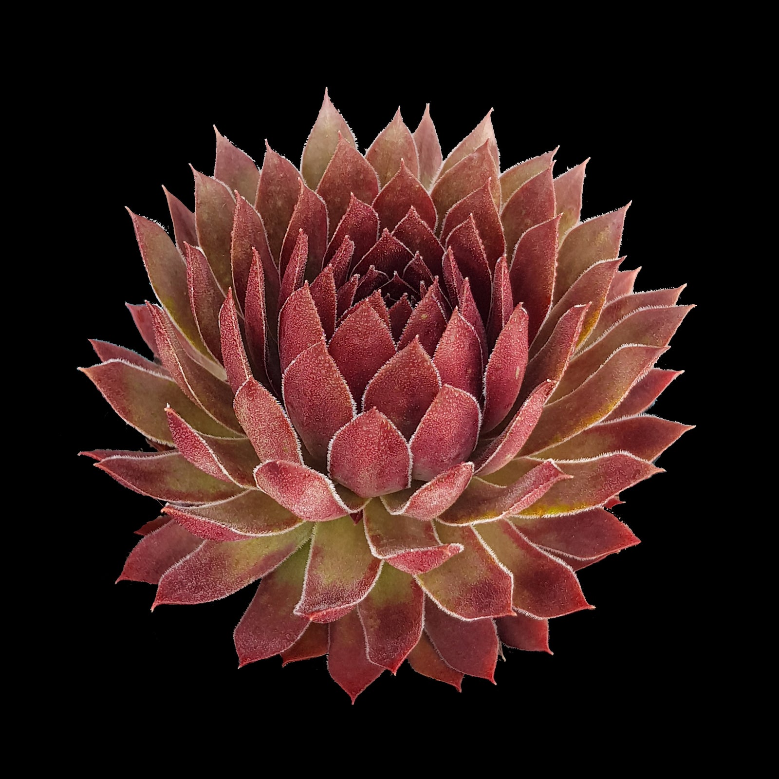 Sempervivum Pacific Red Rose with deep red pointed rosette foliage