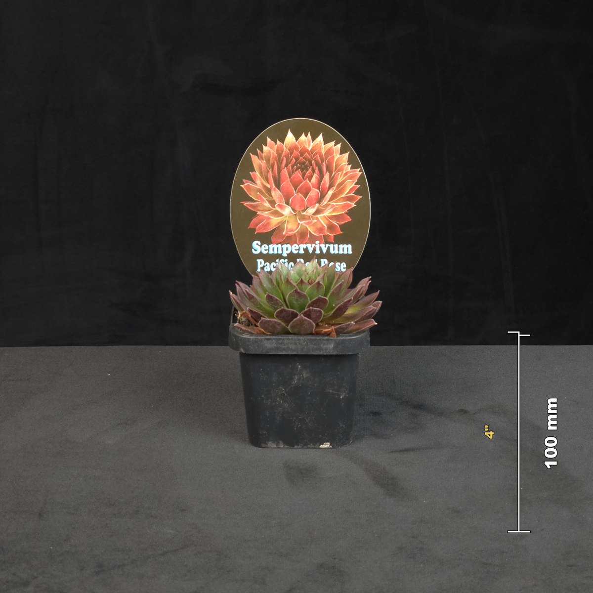 Sempervivum Pacific Red Rose potted rosette shown with size reference