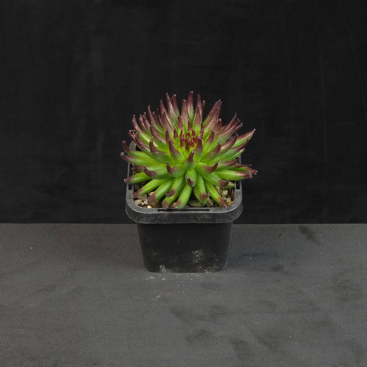 Sempervivum Pittoni growing as a compact rosette in nursery pot