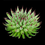 Sempervivum Pittoni with green pointed leaves and red tips