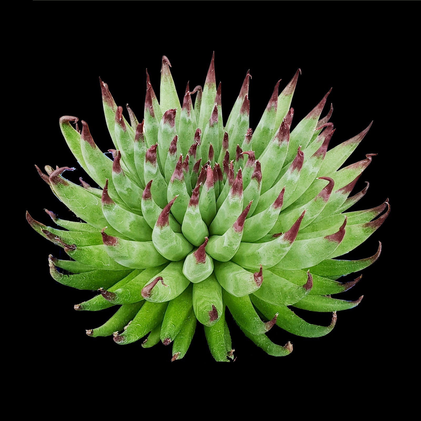 Sempervivum Pittoni with green pointed leaves and red tips