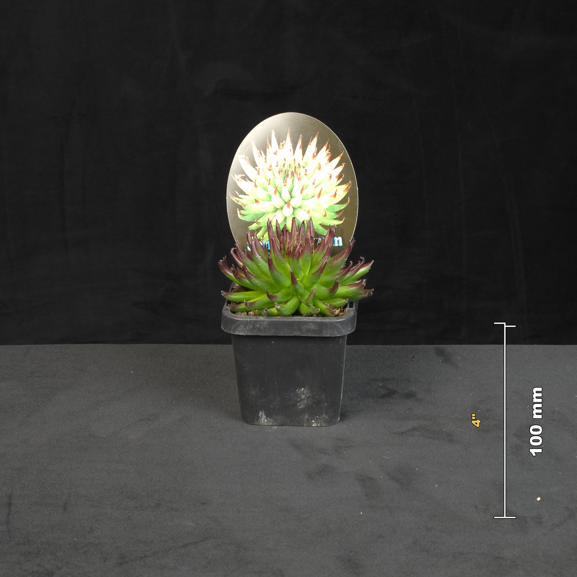 Sempervivum Pittoni potted rosette shown with size reference
