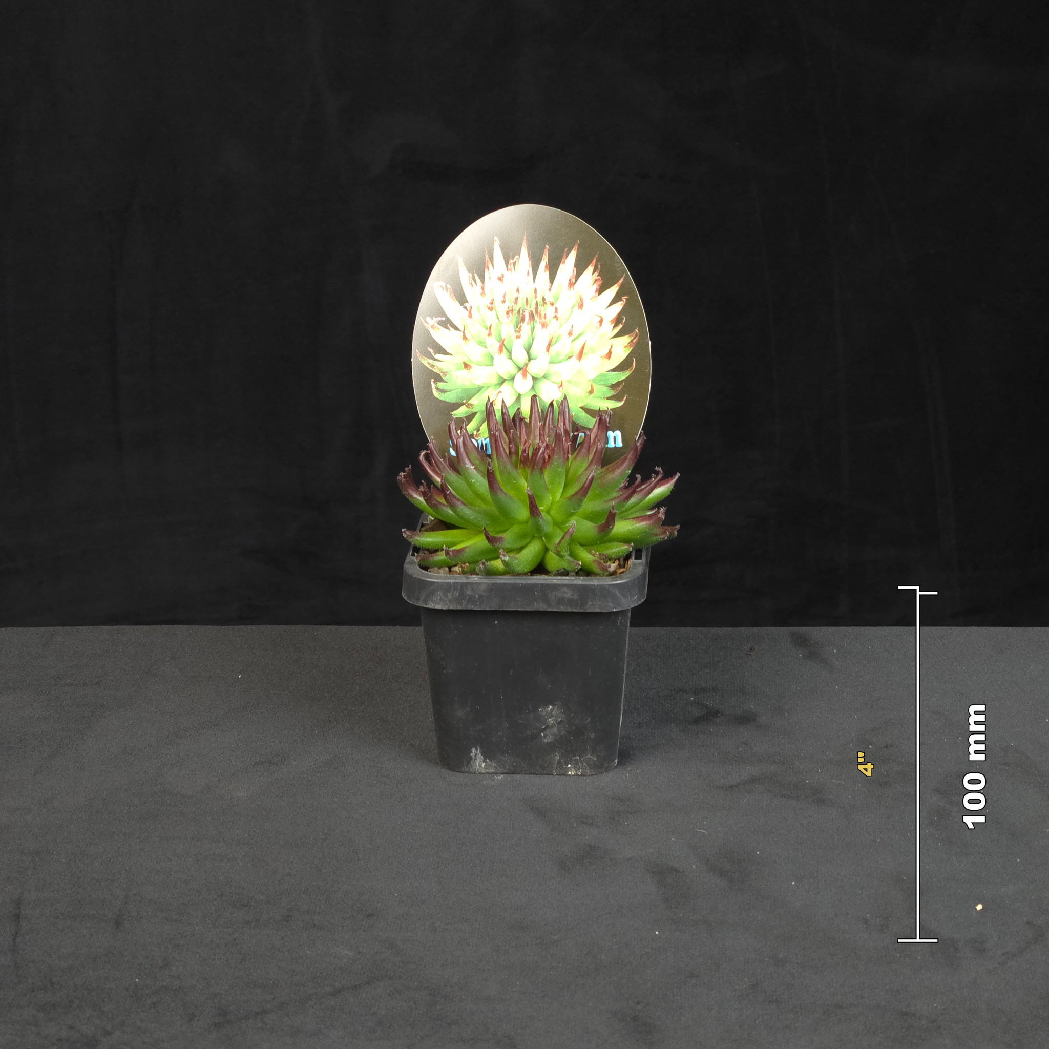 Sempervivum Pittoni potted rosette shown with size reference