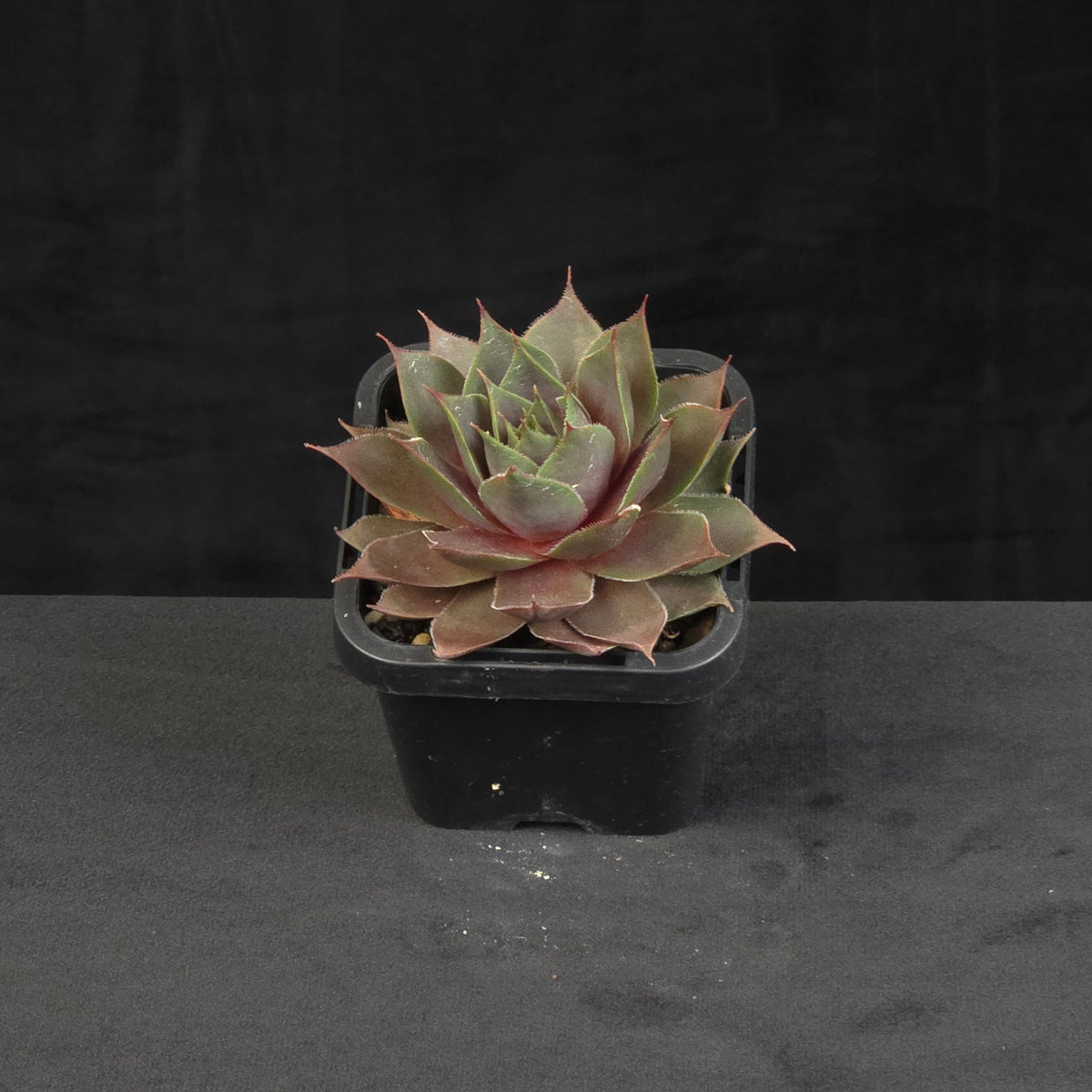 Sempervivum Purple Velvet growing as a compact rosette in nursery pot