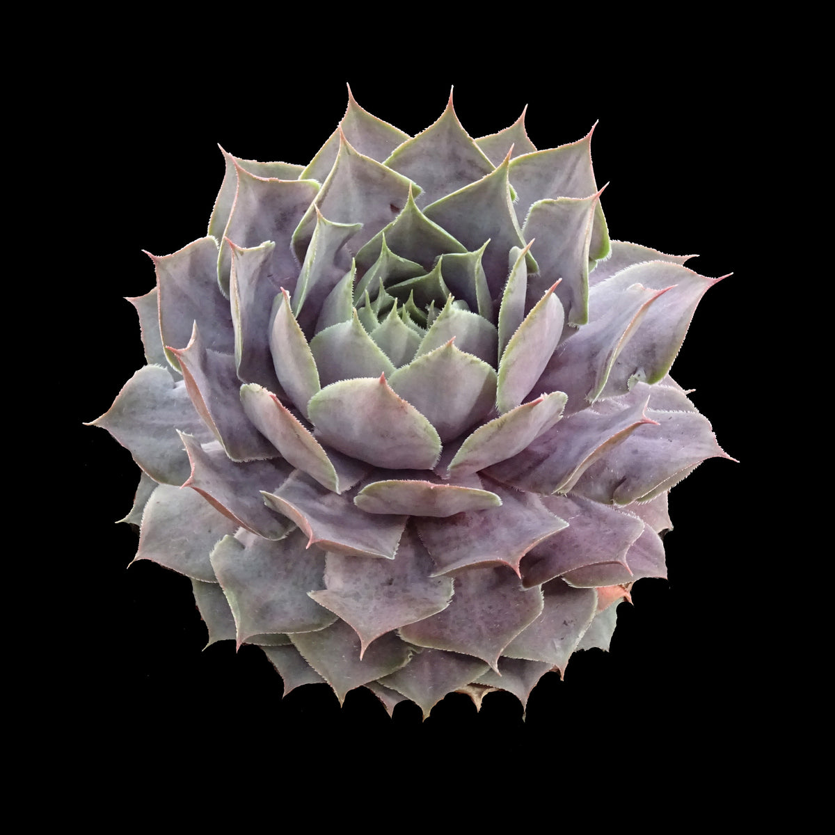 Sempervivum Purple Velvet with compact purple grey rosette foliage