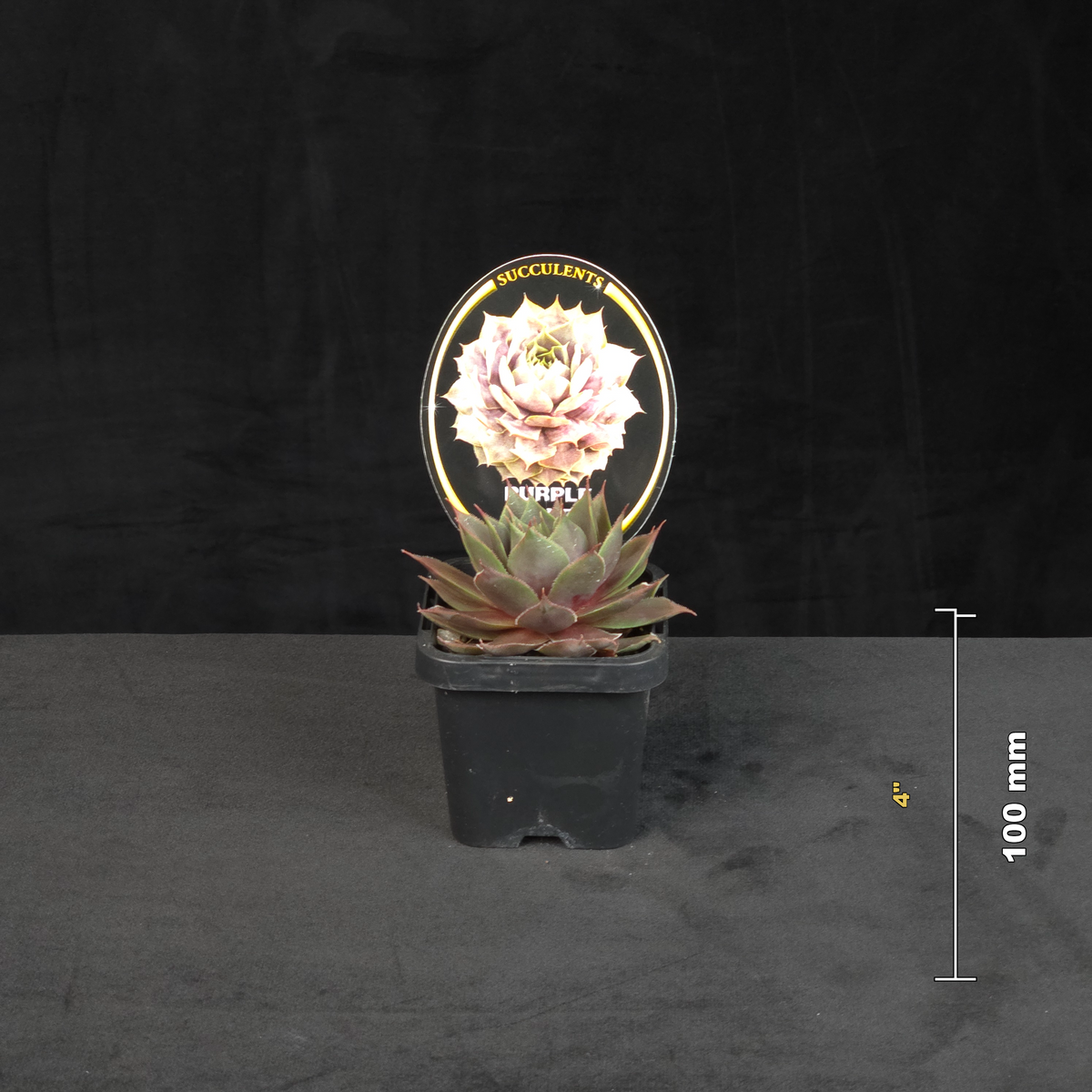 Sempervivum Purple Velvet potted rosette shown with size reference