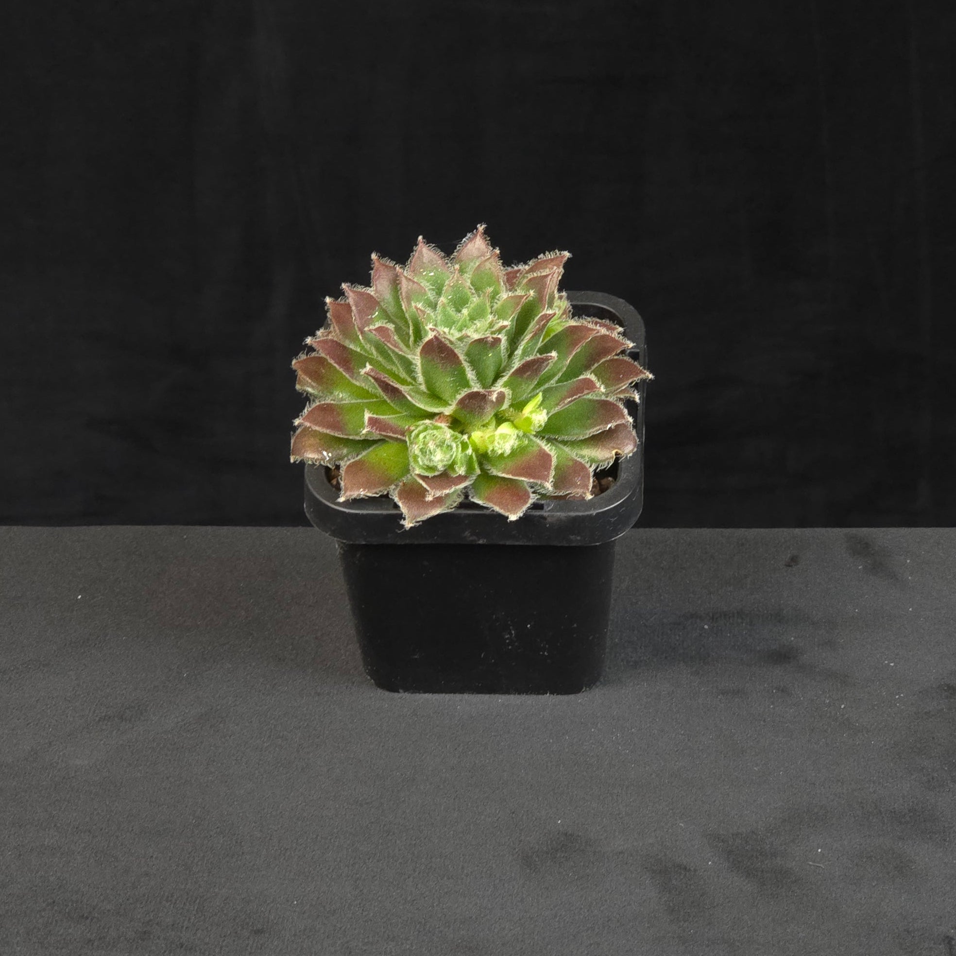 Sempervivum Skrocki's Beauty growing as compact rosette in nursery pot