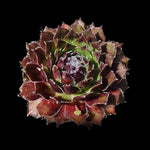 Sempervivum Skrocki's Beauty with dark red and green rosette foliage