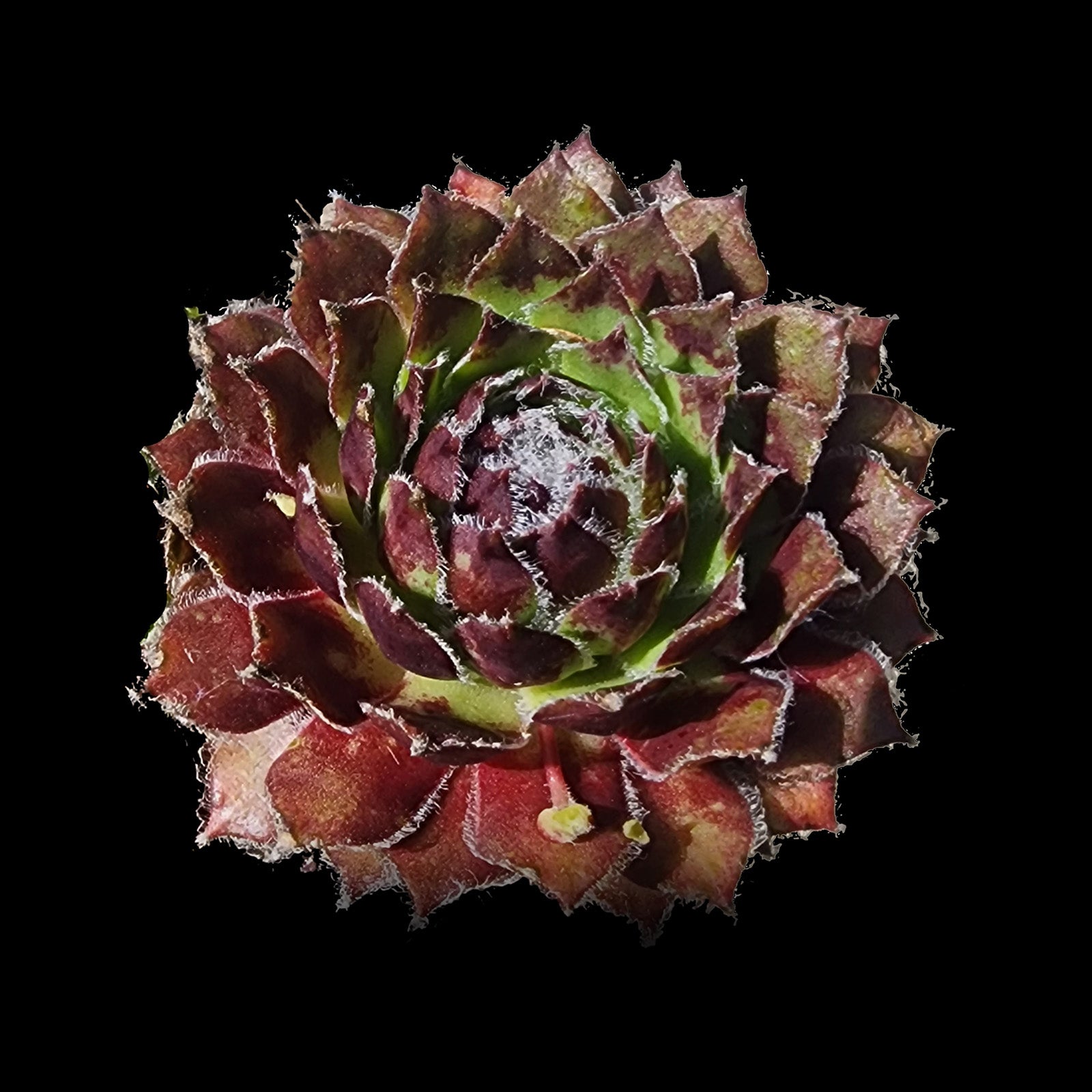 Sempervivum Skrocki's Beauty with dark red and green rosette foliage