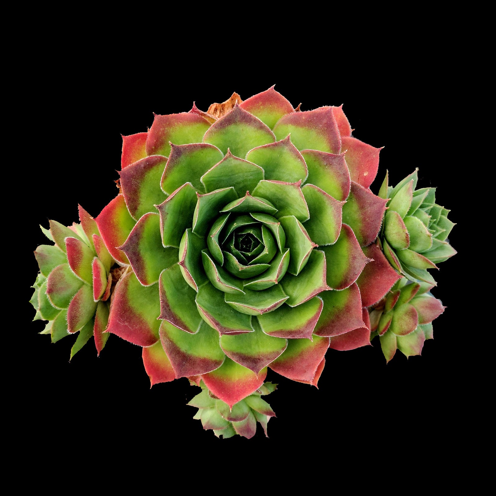 Sempervivum tectorum Jade with green rosette and red leaf tips