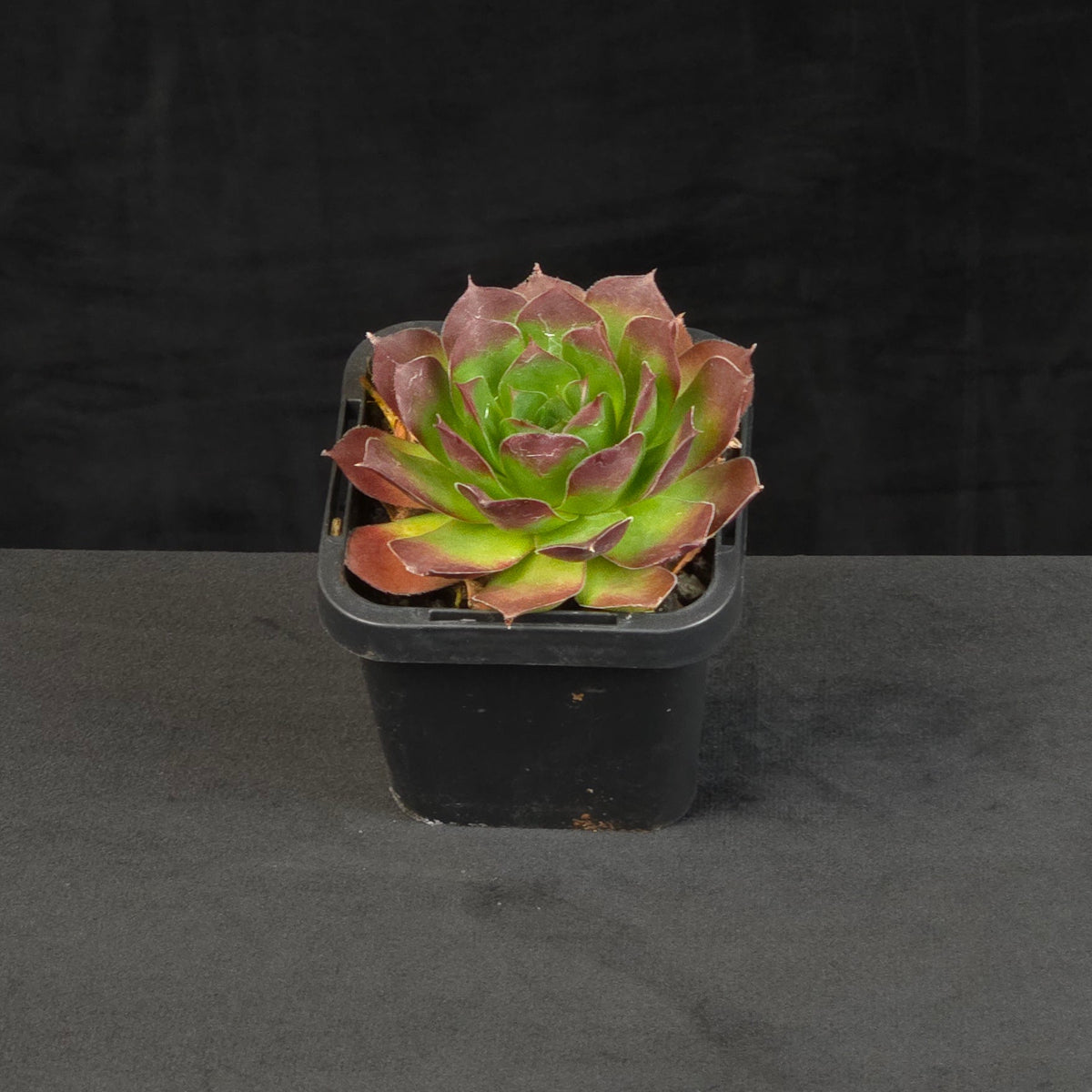 Sempervivum tectorum growing as a compact rosette in nursery pot