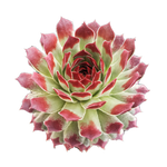 Sempervivum tectorum with green rosette and deep red leaf tips