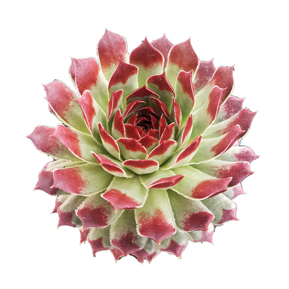 Sempervivum tectorum with green rosette and deep red leaf tips
