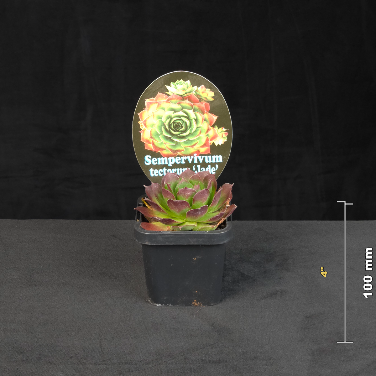 Sempervivum tectorum potted rosette shown with size reference